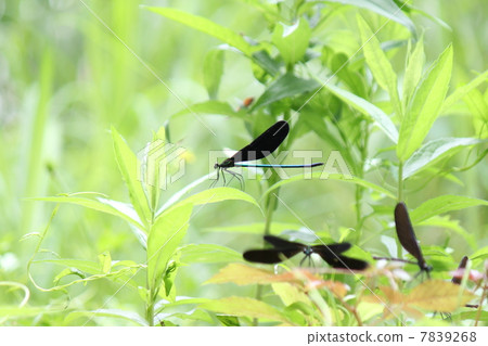 Scenery of grass Scenery of grass 7839268