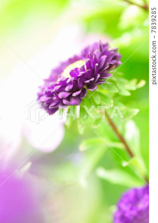 Purple flower 7839285