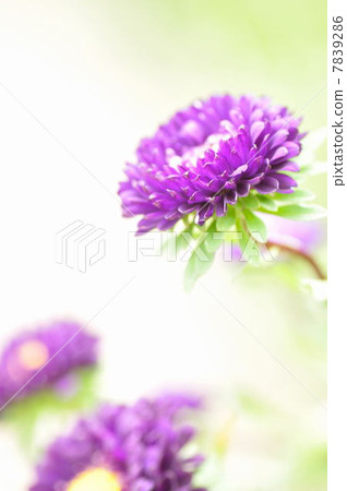 迷上了紫色 7839286