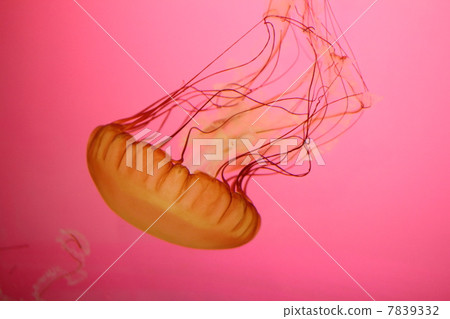 水母（太平洋海網） 7839332