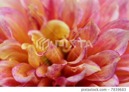 Dalia Fukuwa Dalia Fukuwa 7839683