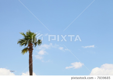 Palm trees and blue skies and planes Palm trees and blue skies and planes 7839685