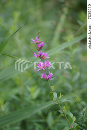 Plant Miso Haki of Hakone moist flower garden Plant Miso Haki of Hakone moist flower garden 7839960