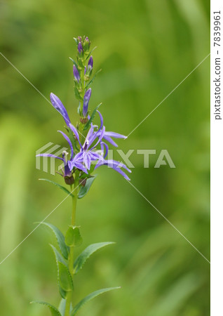 Plants of the Hakone moist flower garden Plants of the Hakone moist flower garden 7839961