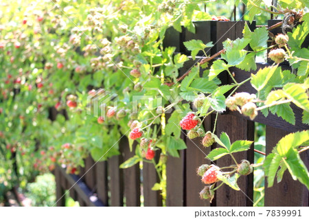 Raspberry fence tailoring 7839991