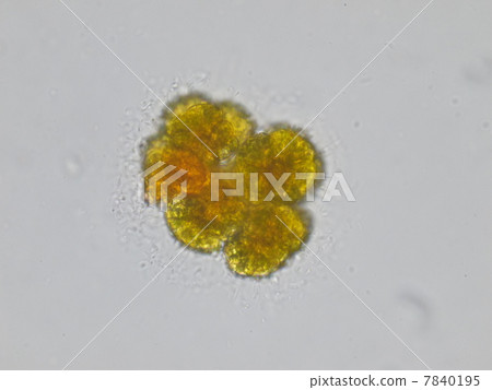 Botlio Coccus 7840195