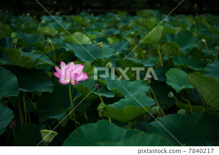 古蓮花 7840217