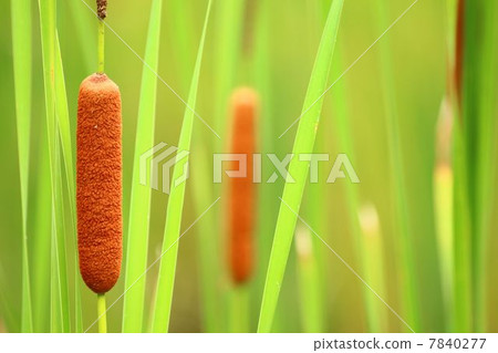 Gama的耳朵 7840277