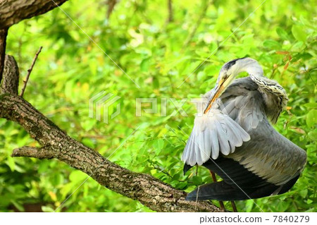 灰鷺正在整理它的羽毛 7840279