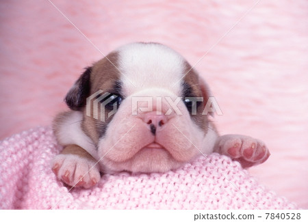 鬥牛犬小狗 鬥牛犬小狗 7840528