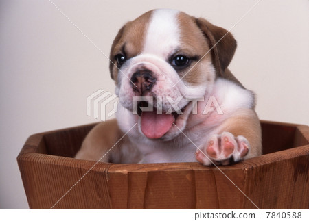 Bulldog puppy 7840588