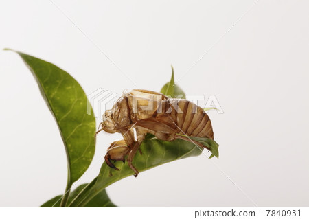 Cicadian shell Cicadian shell 7840931
