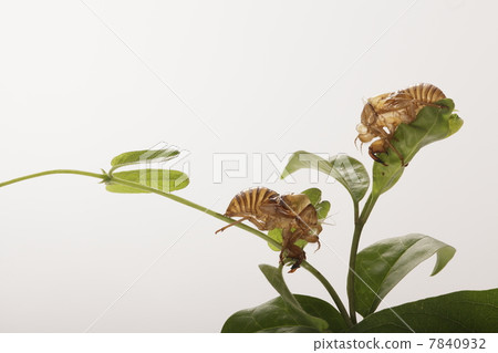 Cicadian shell Cicadian shell 7840932