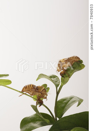 Cicadian shell Cicadian shell 7840933