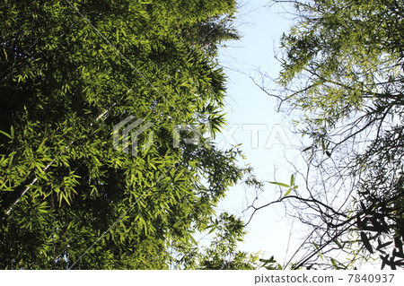 竹林 竹林 7840937