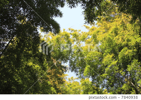 Bamboo grove Bamboo grove 7840938