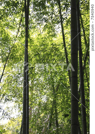  Bamboo grove 7840940