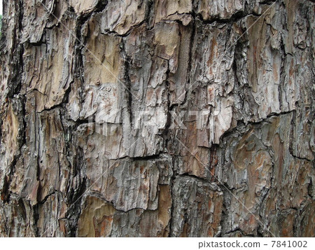 Pine tree Pine tree 7841002