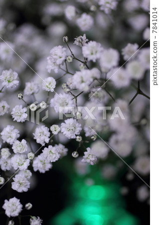 霧濛濛的草的照明 7841014