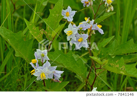 Plants · Warlors ulnas 7841146