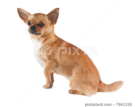 chihuahua dog isolated on white background chihuahua dog isolated on white background 7841338