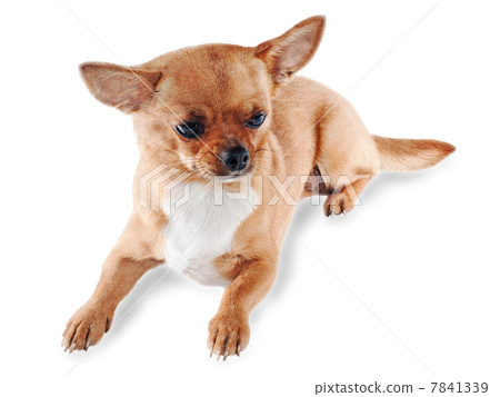 Chihuahua dog on white background Chihuahua dog on white background 7841339