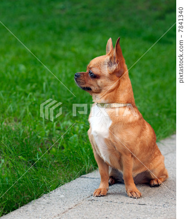 Chihuahua dog sitting on a background of green grass and looks i Chihuahua dog sitting on a background of green grass and looks i 7841340