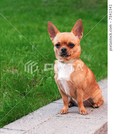 Chihuahua dog sitting on a background of green grass and looking Chihuahua dog sitting on a background of green grass and looking 7841341