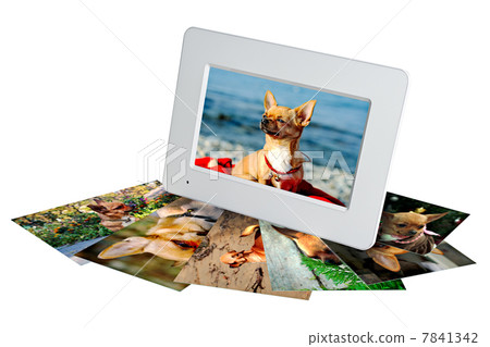 white digital photo frame with photos of a chihuahua isolated white digital photo frame with photos of a chihuahua isolated 7841342