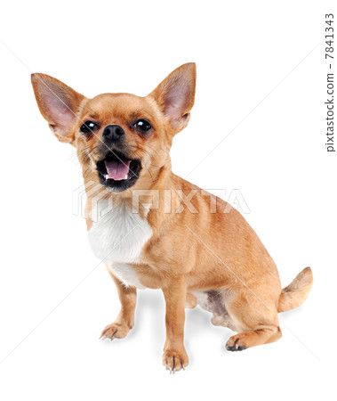 Chihuahua dog on white background 7841343