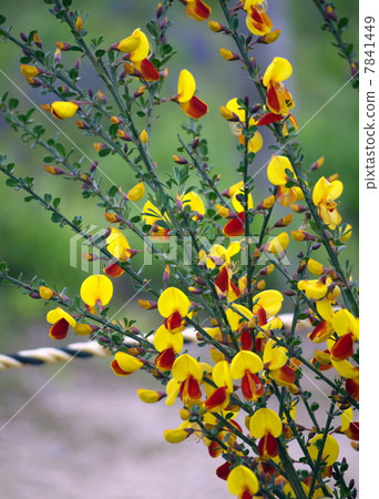 Blusher Erica 7841449