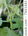 Okra 7841483
