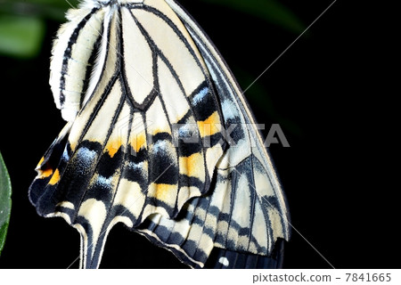 Swallowtail蝴蝶飛過特寫鏡頭 7841665