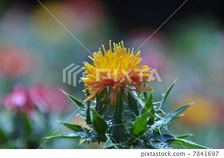 紅花 紅花 7841697