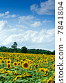 向日葵 7841804