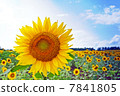 向日葵 7841805