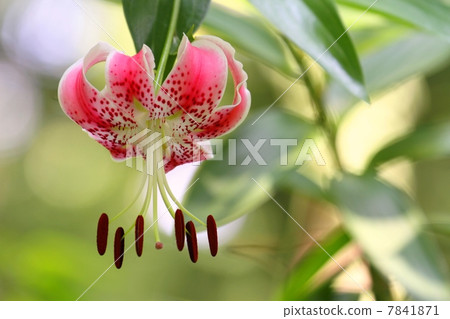 鹿子百合 7841871