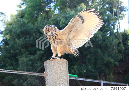 Earthworm Owl Owl Birds of Prey Bengal Eagle Eyedropped Chicks Earthworm Owl Owl Birds of Prey Bengal Eagle Eyedropped Chicks 7841907