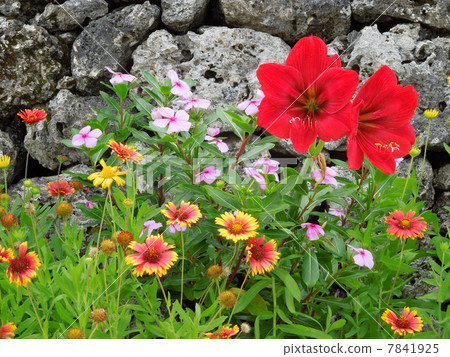 竹富島花 竹富島花 7841925
