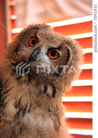 Earthworm Owl Owl Birds of Prey Bengal Eagle Eyedropped Chicks 7841935