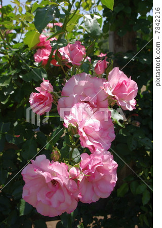 Rosendorf Sparse Hop 7842216