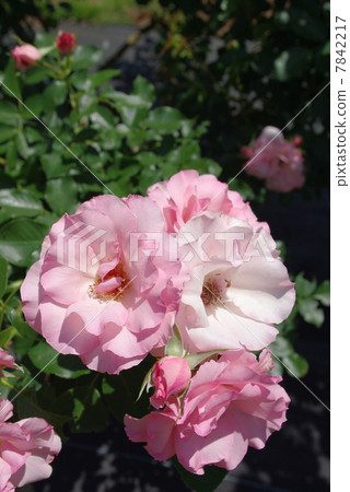 Rosendorf Sparse Hop Rosendorf Sparse Hop 7842217
