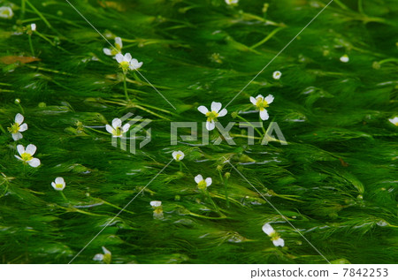 梅花藻 梅花藻 7842253