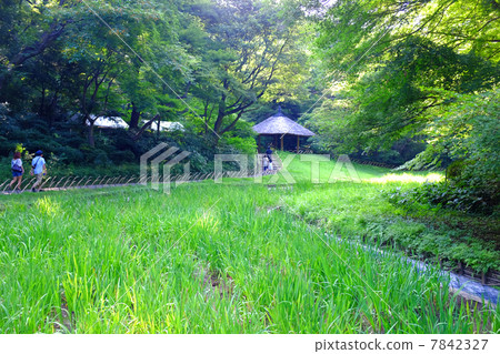 I saw it from Iwakamata 7842327