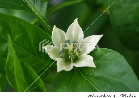 盛開的鮮花 盛開的鮮花 7842331