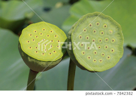 Lotus fruit 7842382