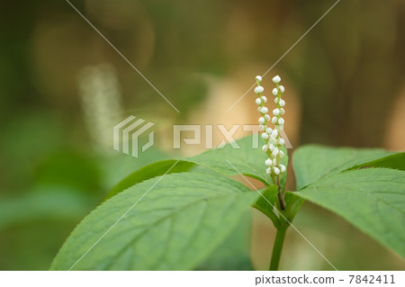 Phthalis sika 7842411