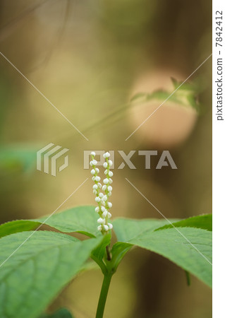 Phthalis sika Phthalis sika 7842412