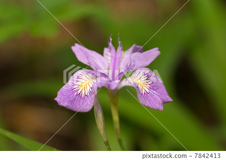 Himeshaga Himeshaga 7842413