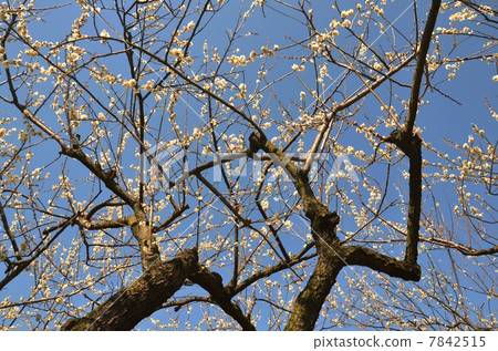 Soga plum forest plum 7842515